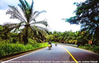 palm groves paved road
