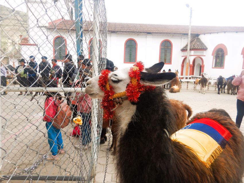 Llama at Angamarca Novena 850