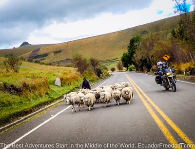 adventure motorcycle descending from Chimborazo with sheep herd