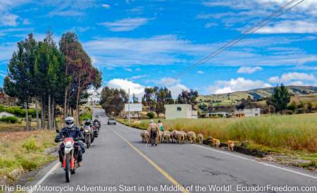 adventure motorcycles on the quilotoa loop passing a flock of sheep