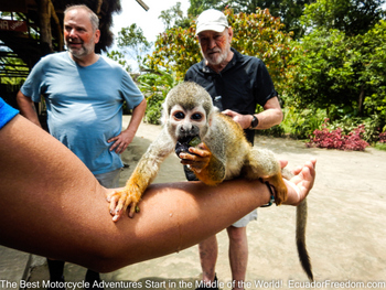handling a monkey in puerto misahualli amazon basin ecuador