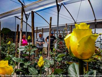 rose farm on avenue of volcanoes in ecuador