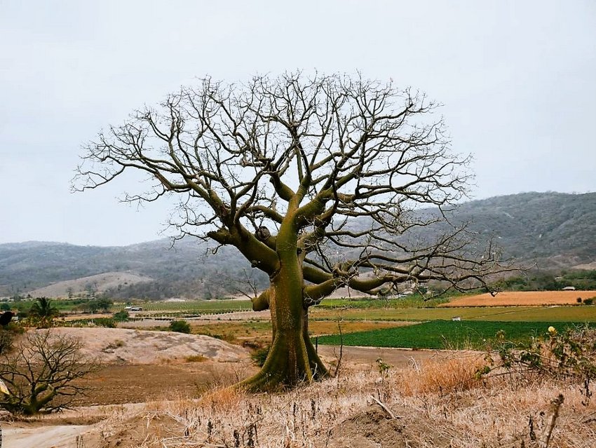 ceibo tree in manabi province