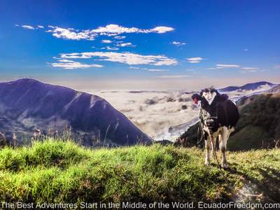 cow with the Ecuador effect of clouds in background