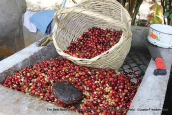 freshly harvested coffee beans in a basket in Ecuador