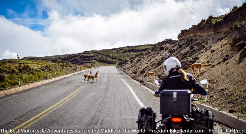 Vicuna crossing female motorcyclist ecuador