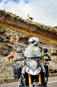 man on adventure motorcycle looking back at vicuna in chimborazo wildlife refuge in Ecuador 001