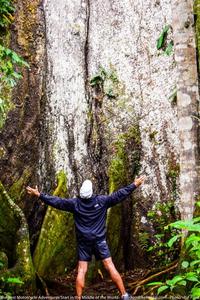 man hugging a huge tree in the amazon