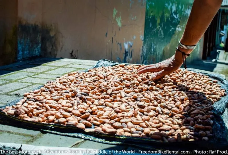 Drying cacao beans
