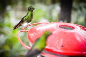 colibri_en_la_ecoruta_del_quinde